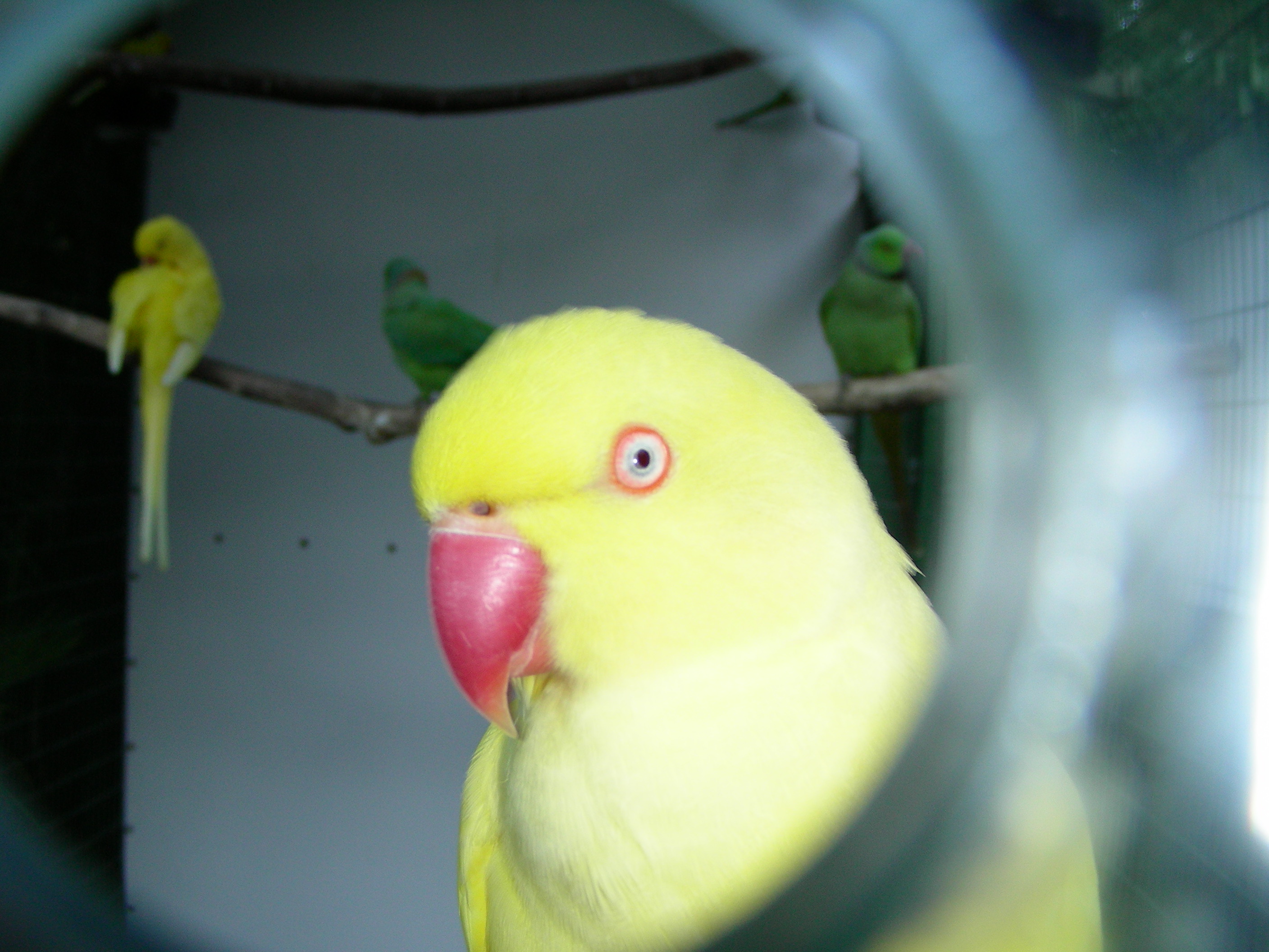 ./2006/Christmas/Parrot Jungle/DSCN0586.JPG